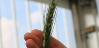 Milestone in plant breeding? New wheat variety might not require neonicotinoids or other chemical protectants