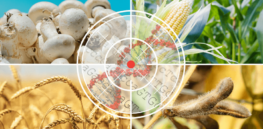 CRISPR gene edited foods are being embraced globally. Here are the pros and cons