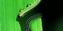 Oxitec successfully concludes Brazilian field trial of self-limiting fall armyworm developed to protect insect-resistant Bt corn