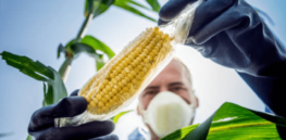 Global crop gene editing advances as numerous countries break from European Union’s restrictive policies