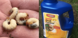 EPA poised to extend use of four neonicotinoid pesticides, rebuffing environmentalist claims they endanger bees