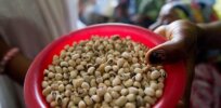 Ghana closer to commercializing disease-resistant GMO cowpeas
