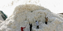 Bt cotton gives Kenyan farmers a reason to smile again