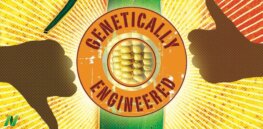 Are GM foods safe? New study of studies challenges long-established claim that GMOs pose no unique health hazards. Let’s review what they found