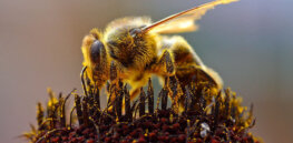 Viewpoint: How do pesticides impact bees? Influential University of Illinois entomologist Mae Berenbaum calls for approvals to include pre-release real-world monitoring