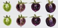 Concord grape colored tomato with antioxidant-packed flesh? It contains a key secret: Snapdragon DNA