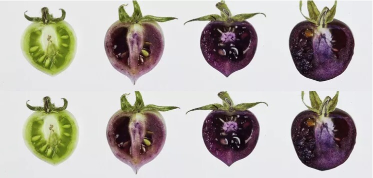 Video: Here’s the story of the pioneering purple nutrition-enhanced genetically modified tomato—and why GMOs are the future of food