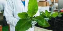 Is there a better way to make cell-based meat? Maybe the tobacco plant can help