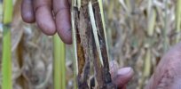 Ugandan field trials demonstrate significant economic benefits for farmers growing insect-resistant Bt maize