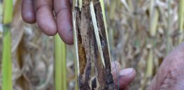 Ugandan field trials demonstrate significant economic benefits for farmers growing insect-resistant Bt maize