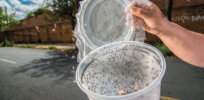 2.5 billion gene altered mosquitoes — designed to end spread of Zika, dengue and malaria — to be released in two-year experiment in California and Florida, EPA decides