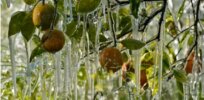 Government regulations block biotechnology solutions to mitigate Florida citrus crop frost damage
