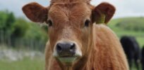 CRISPR beef approved for sale after FDA finds no safety concerns