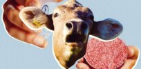 Viewpoint: The messy details of how lab-grown meat is made