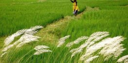 Viewpoint: Reversing the Green Revolution — Why Europe’s ‘Farm to Fork’ policy will increase hunger