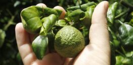 RNA vaccines for plants?