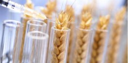 Ukraine conflict spurs food concerns in China, renews push to embrace crop genetic engineering and other yield boosting tools
