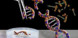 Viewpoint: How can we deliver on agricultural gene editing's sustainability promise?