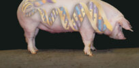 Infographic: Are genetically modified pigs the future of organ transplants?