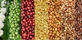 Genetics research boosts response to disease plaguing Hawaii's coffee crop