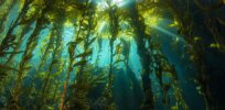 Edible kelp: The next big thing in high-end cuisine?