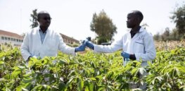 Kenya joins Nigeria in Africa in approving guidelines for CRISPR and other gene editing techniques