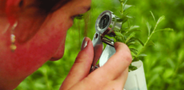 Viewpoint: Why we need to replace the current pesticide assessment system