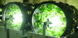 Turning lettuce into a bone-strengthening food? How scientists are using genetic modification to create foods of the future