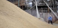 CRISPR gene editing shown to increase corn and rice yields