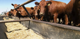 With Russian invasion of Ukraine disrupting food supplies, European Union open to importing GMO feed grain to support meat industry