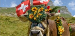 Switzerland appears poised to approve crop gene editing by 2024