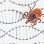 tick-DNA
