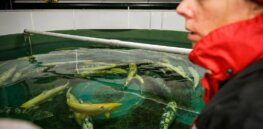 Norwegian scientists use gene editing to ensure wild salmon and farmed salmon don’t interbreed
