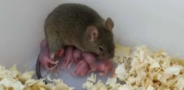 Virgin birth? Scientists induce parthoneogenesis in mice to study congenital diseases