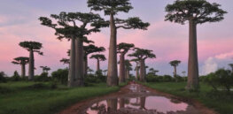 Winners and losers in plant evolution: How humans are driving hundreds of species to extinction