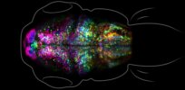 How does memory form? See what a fearful recollection looks like in the brain of a zebrafish