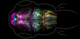 How does memory form? See what a fearful recollection looks like in the brain of a zebrafish