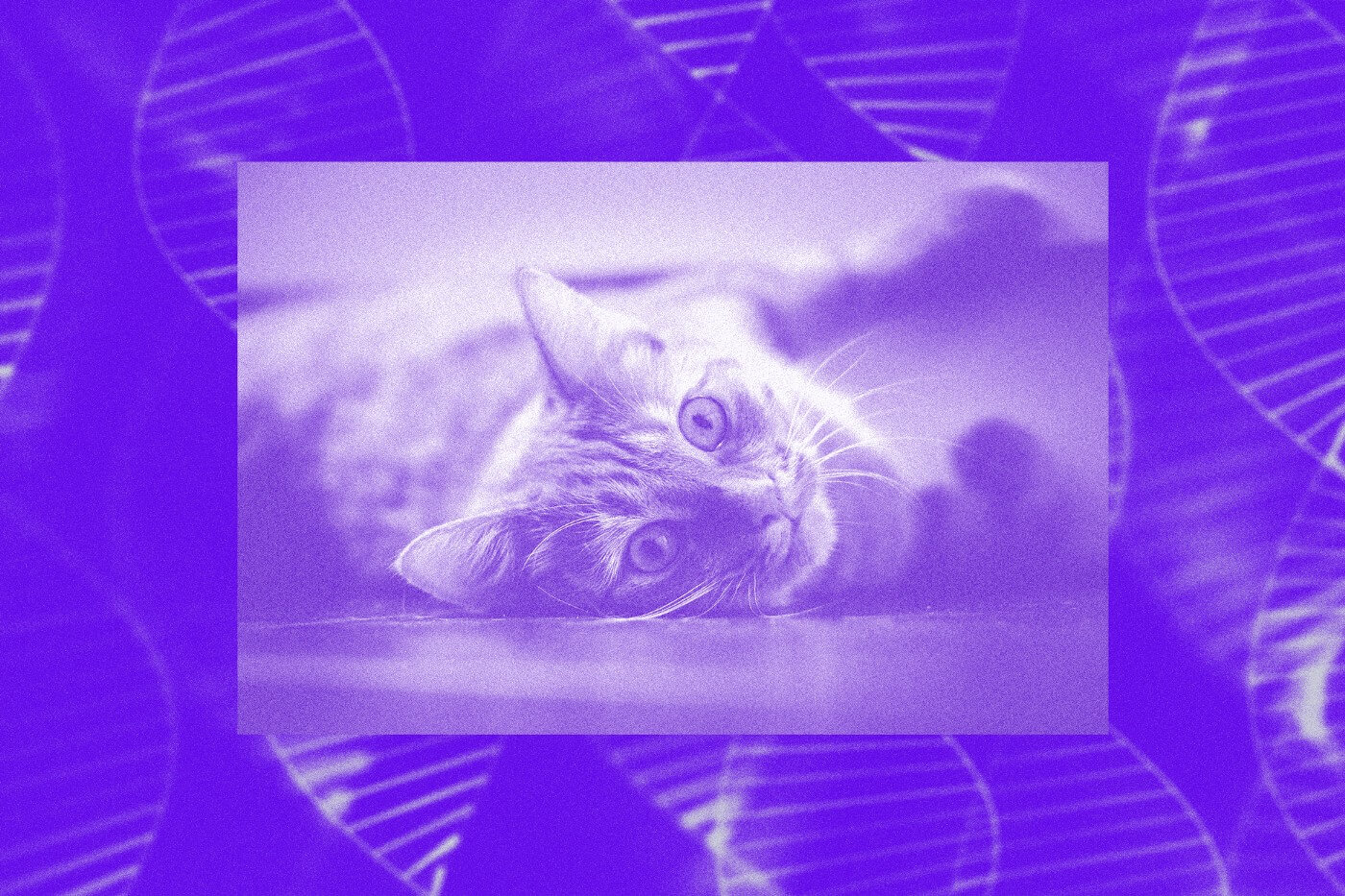 Gene-edited hypoallergenic cat