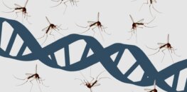 CRISPR mosquitoes target malaria: 240 million annual cases could be reduced dramatically by using gene editing and gene drives to control disease-carrying insects