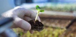 Gene-edited crops pose low risks — but still face regulatory and public acceptance challenges