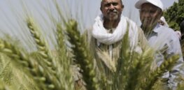 As Russian-Ukranian war roils grain prices, Egypt mulls ending ban on growing and importing GM crops