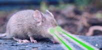 Can genetically engineered mice permanently curb Lyme disease?