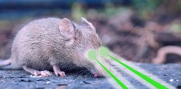 Can genetically engineered mice permanently curb Lyme disease?