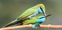 Rare bird phalluses: Stories of sexual variation in nature