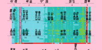 3 million base pairs: Human genome now fully mapped