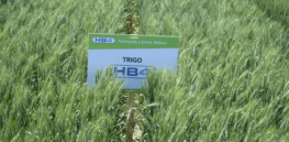 Positively disruptive technology: Argentina debates the mostly pros and few cons of genetically modified crops