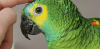 What do parrots and humans have in common? Unraveling connection between longevity and brain size