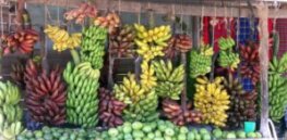 Why climate change is forcing a rethink on the benefits of genetically engineered crops