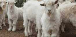 ‘FDA stifles innovation’: Livestock farmers urge federal government to put USDA in charge of animal gene regulations