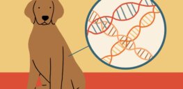 Is your pit bull aggressive? Labrador affectionate? Genetic study challenges widely held belief that breed drives canine personality